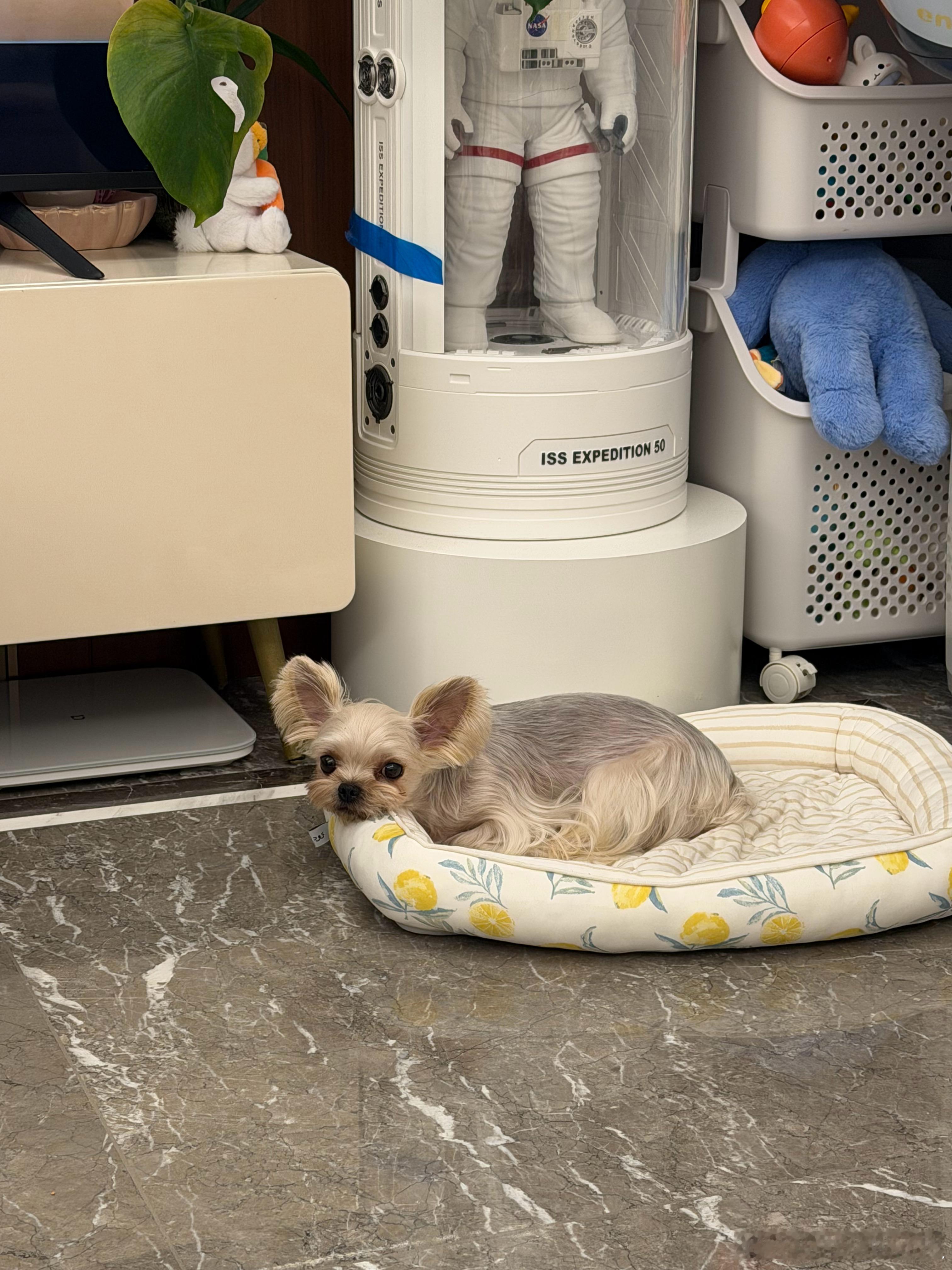 给大家看看我的大儿子我们叫：皮蛋今儿刚修完的毛可爱不🐶跟姚老板混一天吃9