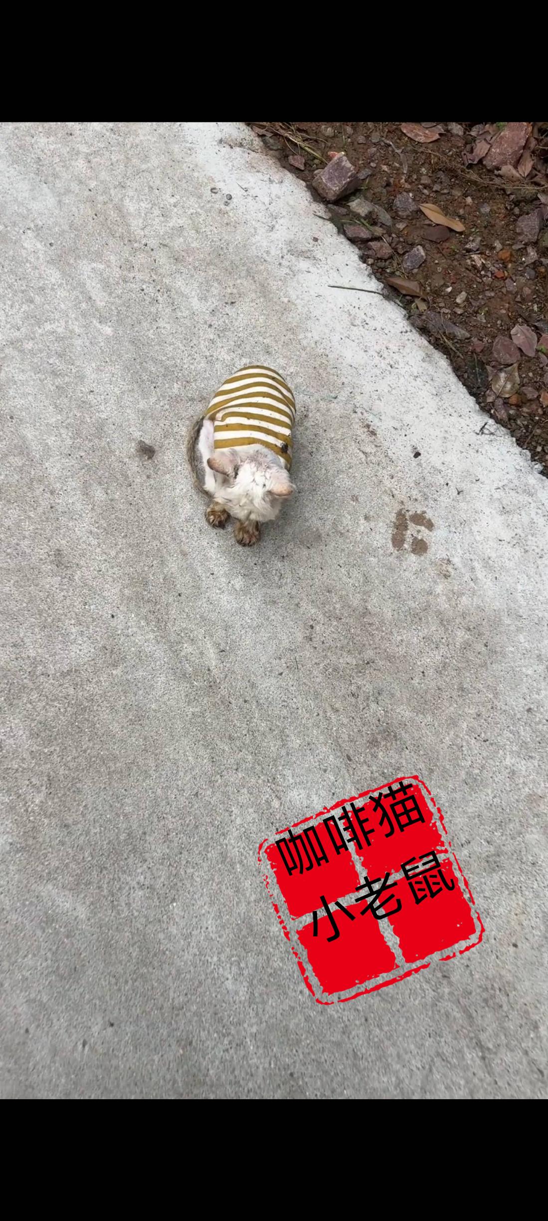 一只被主人狠心抛弃在街头的流浪猫满身皮屑，孤零零的站立在道路中央已经无路可走！