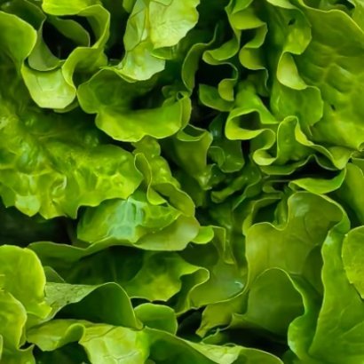 2200生菜的种植方法生菜适配疏松肥沃的沙壤土，春秋两季最适合播种。种子浅埋土层