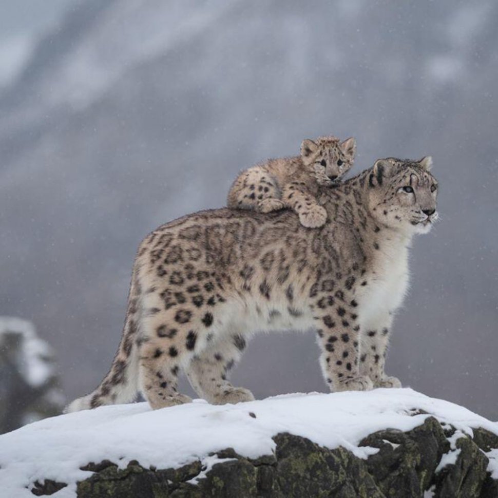 7449【🐆】雪豹宝宝在妈妈背上，像个小书包