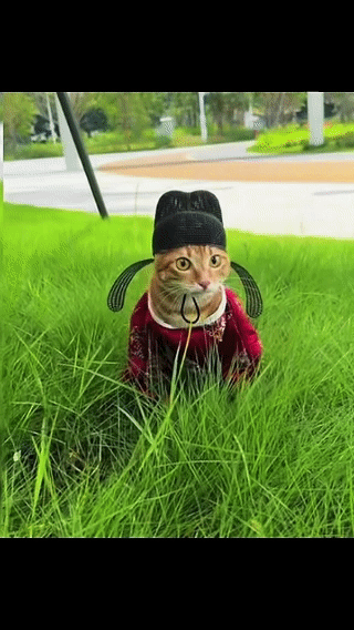 主人给猫咪做了一顶帽子，没想到戴上去就成了这样，差点没把我笑死…