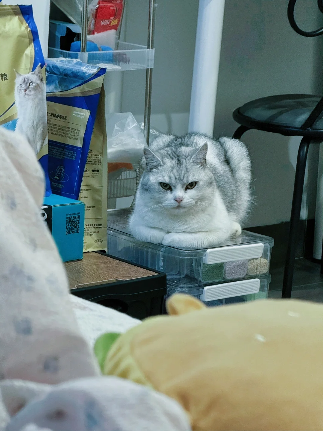 这眼神是在说‘今天的罐罐呢？’🐱