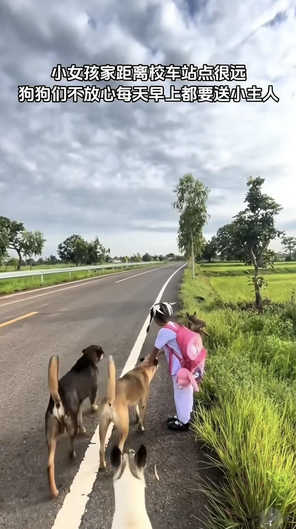 泪目了！狗狗真的是人类最好的朋友，它们非常忠心，非常的听话！一位小女孩家养了几只