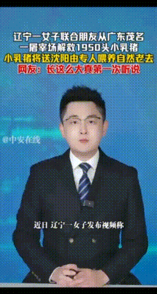 女子联合朋友从屠宰场解救1950头小乳猪，小乳猪将送沈阳由专人喂养，自然老去。