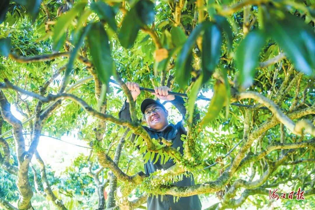 海口琼山“新农人”郑学智: 坚持生态种植二十余年 “零农残”荔枝远销海外