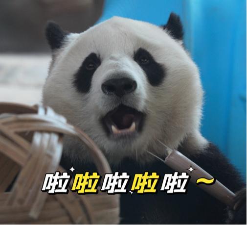 聊天必备表情包第697弹黑白小丸子​​​（拿图吱声）​​​