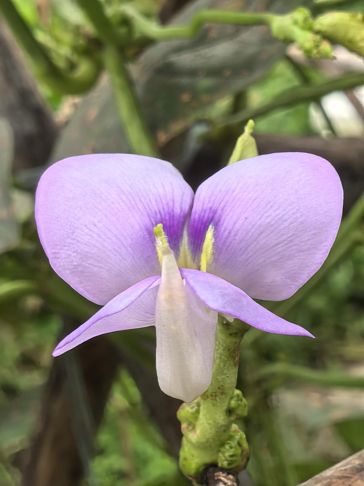 豆角花，点缀在藤蔓间的半日花。‌豆角是我国南北广泛栽培的大众蔬菜，普及程度在各