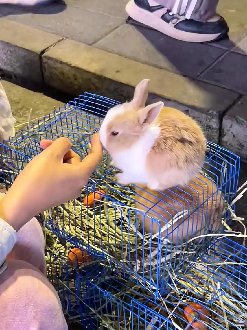 ✨偶遇一只软乎乎的小白兔，瞬间被治愈啦～生活里的小确幸真的很简单，看看毛茸