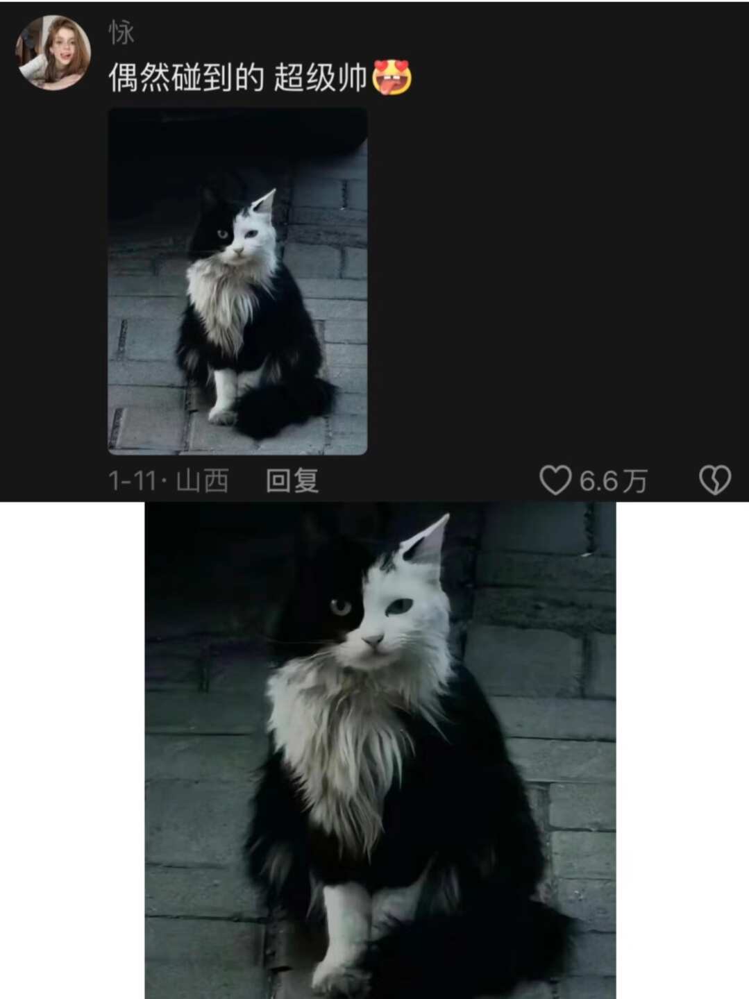 帅是一种感觉猫咪一不小心帅过头了
