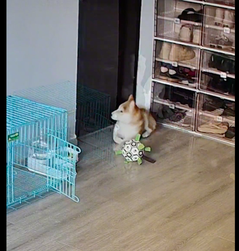 主人去上班后，狗狗就叼着玩具躺在门口等，一直等到晚上，泪目！有这么一位网友，家里