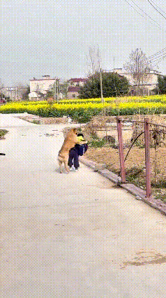 我的妈呀！这狗也太热情了！小主人刚放学回来，它跟见了亲爹样，扑上去就想抱抱！可忘