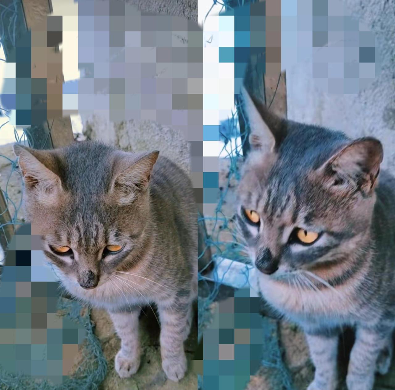 公园里那只流浪猫，长得漂亮却总缩在香樟树下，给吃的不吃，叫它倒会应，橙色眼睛里全