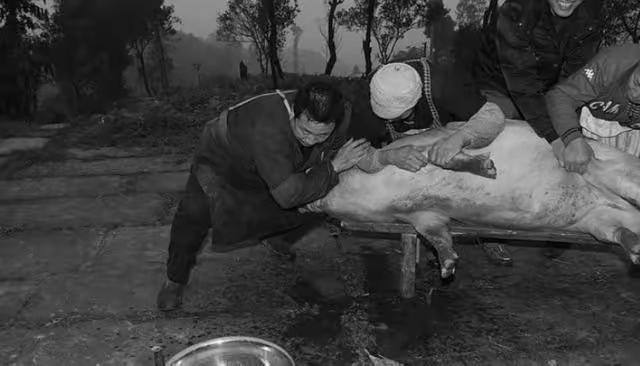 1972年，第三生产队里死了一头猪，队长让饲养员煮了一大锅，下午收工时，各家各户