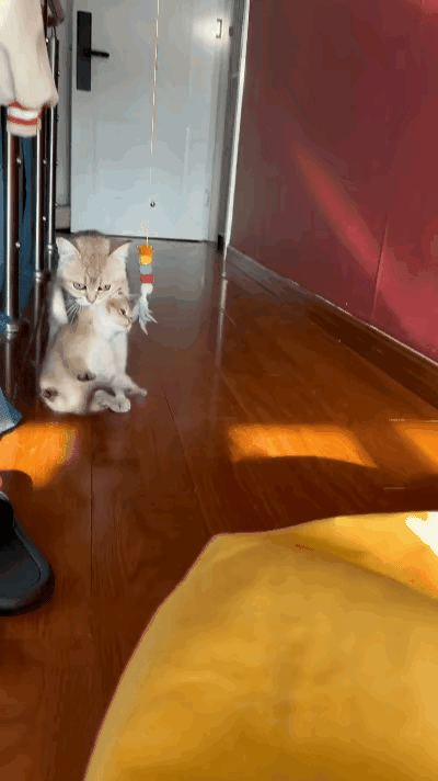 谁见过这么护崽的猫妈？只生了一只独苗小猫，直接宠成了“全家唯一小太子”，紧张到一