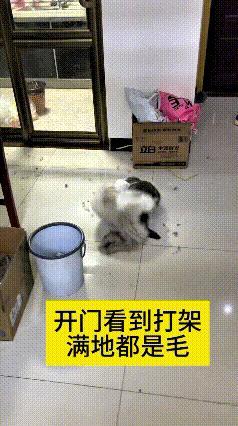 哎呀妈呀老铁你瞅瞅！刚一开门回家，正好撞上俩猫搁屋里打闹滚在一起噼里扑噜折腾