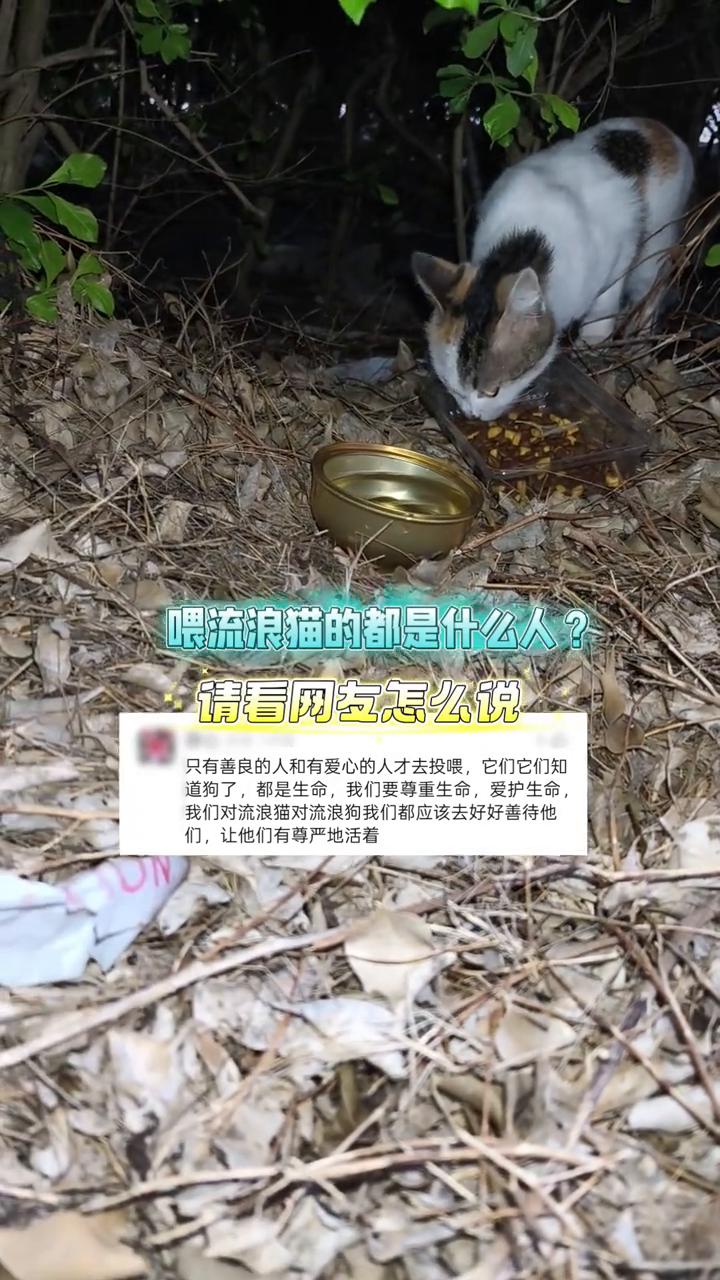 喂流浪猫的都是什么人？请看网友怎么说。只有善良的人和有爱心的人才去投喂，它们知