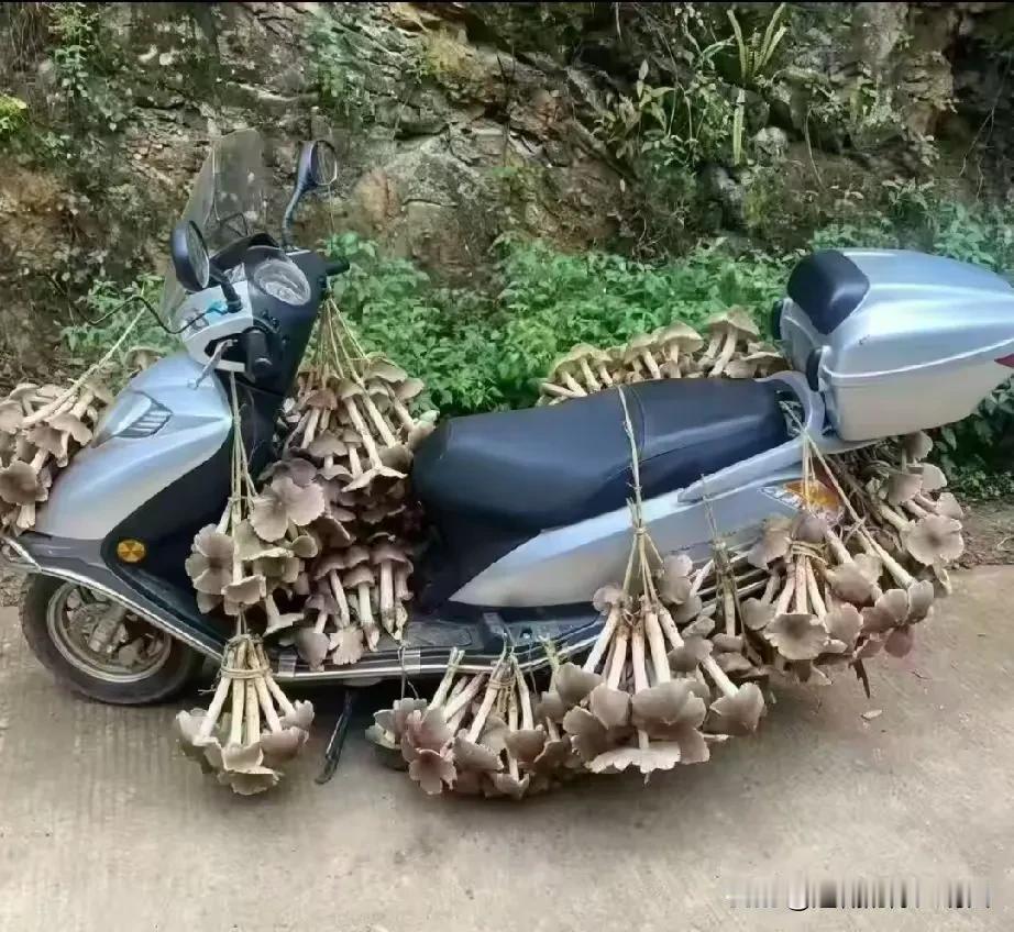 这是什么菌子，这么大？😯😯😯
