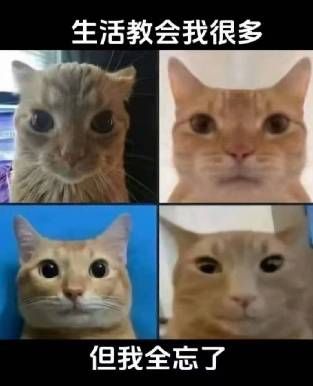 iforgor💀​​​