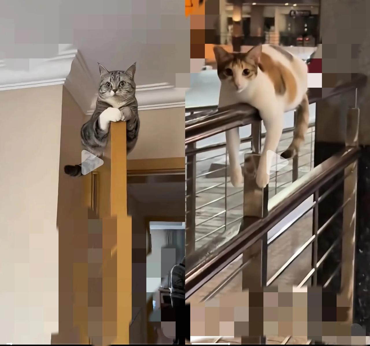 家人们谁懂啊！网友晒出自家狸花猫，说是养了个小祖宗，这反差感简直拉