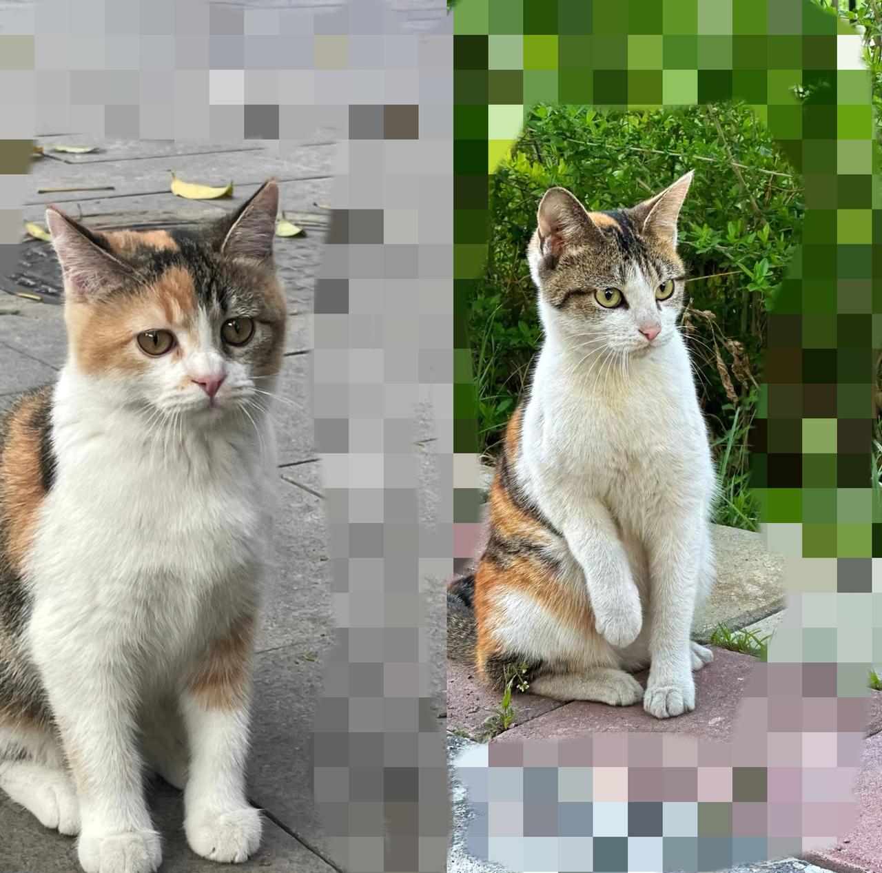 国庆第五天投喂流浪猫，才懂：小动物的“小心思”，藏着最治愈的答案