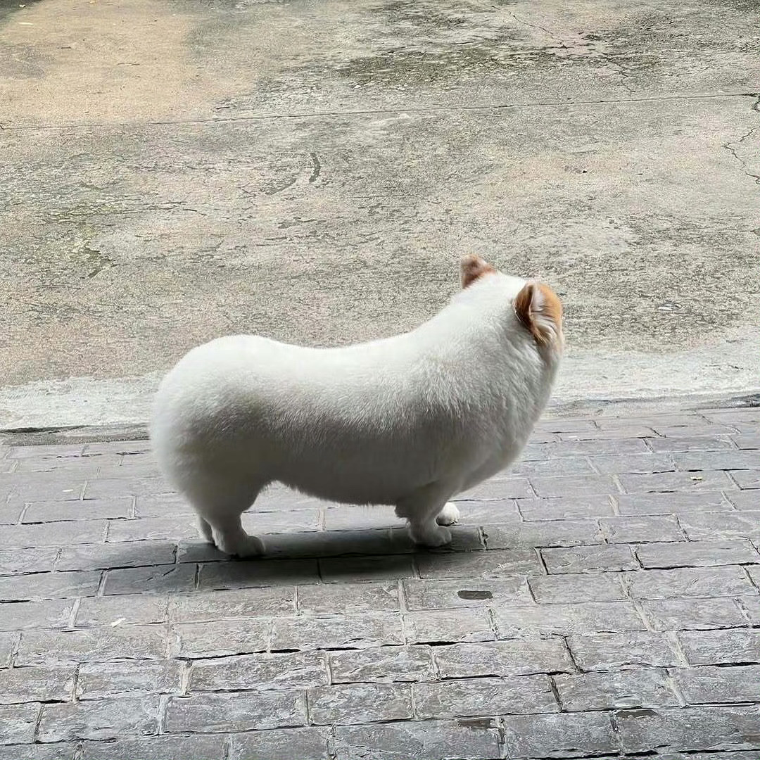 白色柯基像扒了皮的香蕉​​​