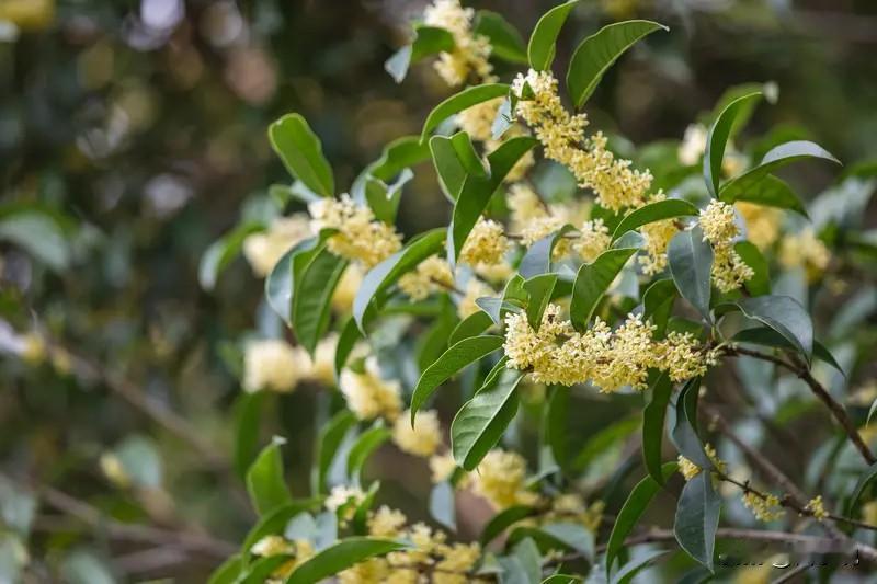 和领导沟通的6个黄金技巧，少走3年弯路！1.承接任务时：别只说“收到”，用