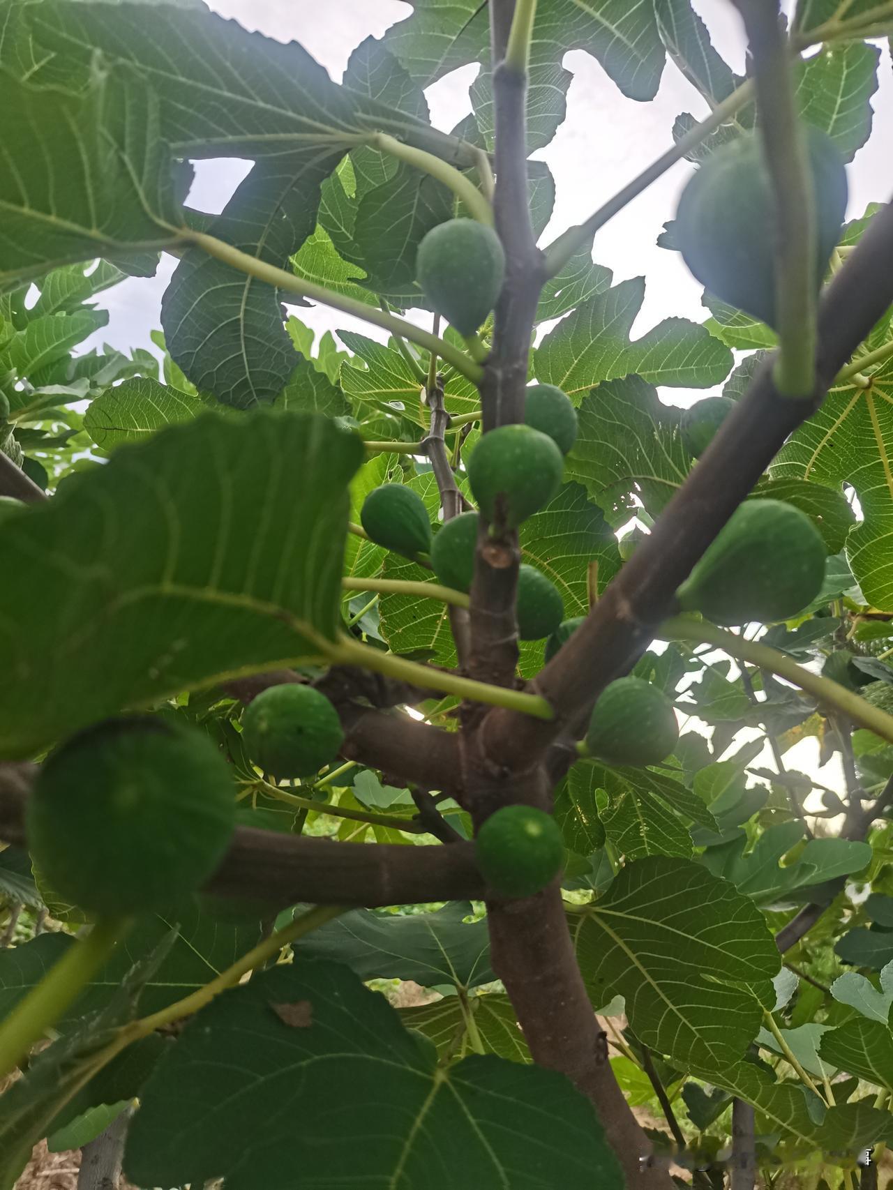 我发现，种植无花果的有些果农，为了自身利益，都丧良心了。无花果提前上市，所有明