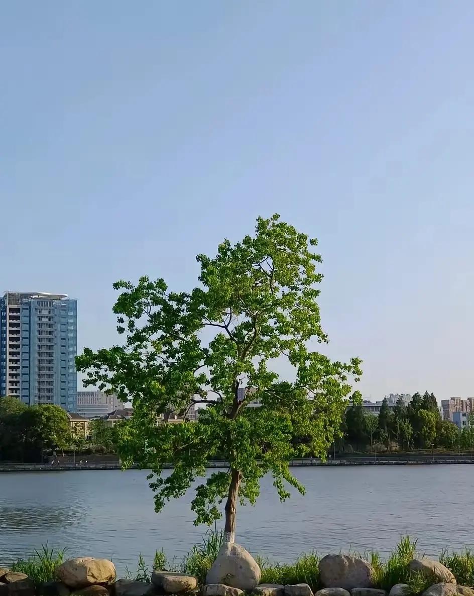 泪目了！河南，一15岁女孩父亲凌晨去世，她没有哭闹，而是独自走到家门口点燃了鞭炮