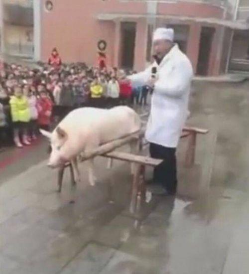 幼儿园上课组织孩子看杀猪, 网友: 不会给孩子留下心理阴影吗?