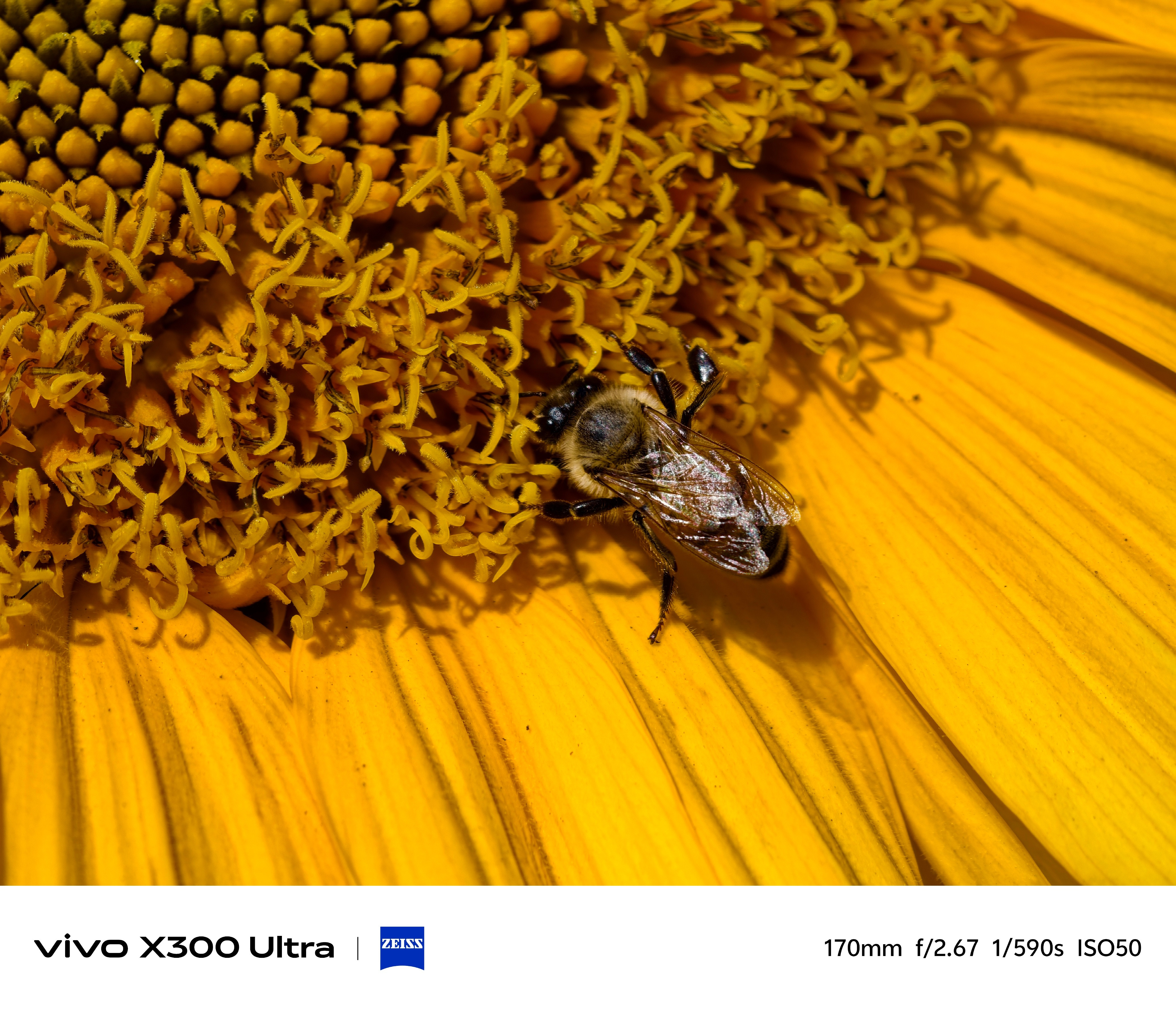 vivoX300Ultra超级微距拍的小蜜蜂，打几分？