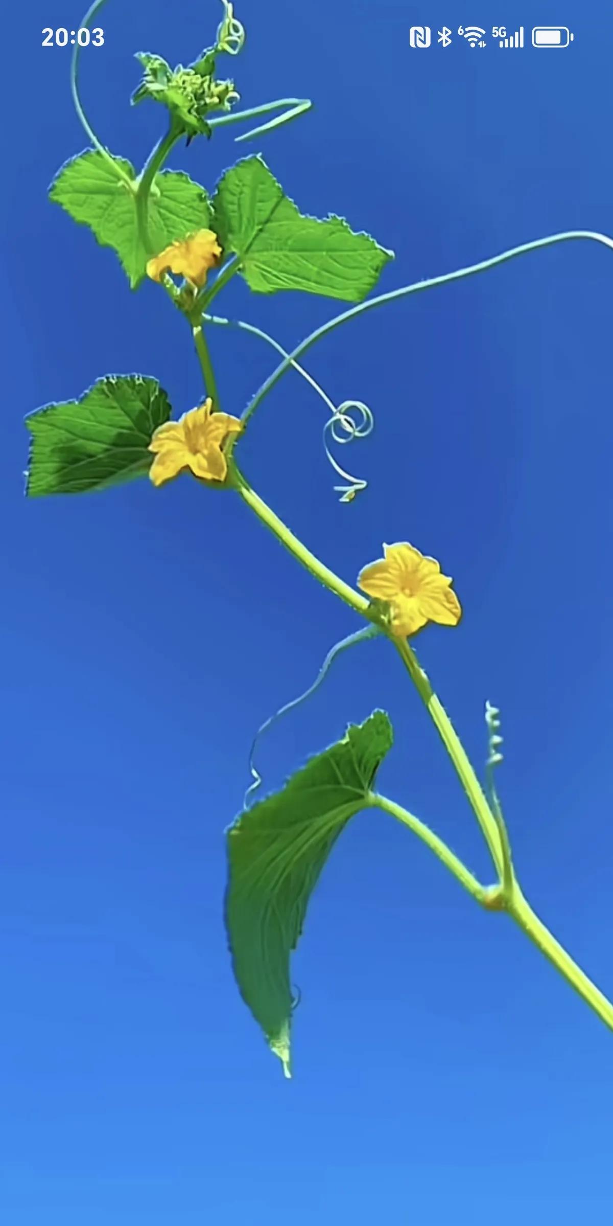 我大侄子放了暑假回来了，弟弟一家三口买了很多菜回到了老妈家。弟媳妇从车尾箱