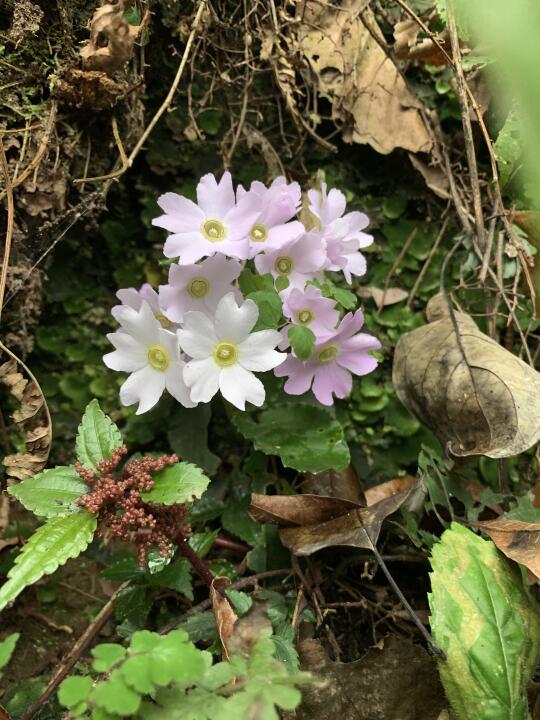 青城山遍地开满樱花！！