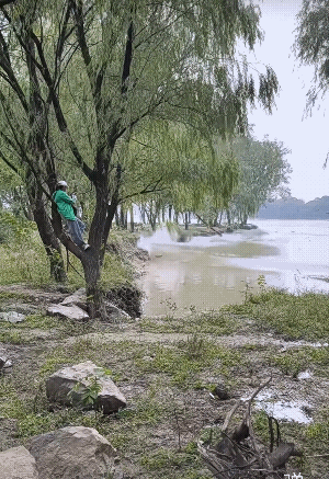 看来，树上绿衣是个老手![捂脸哭]