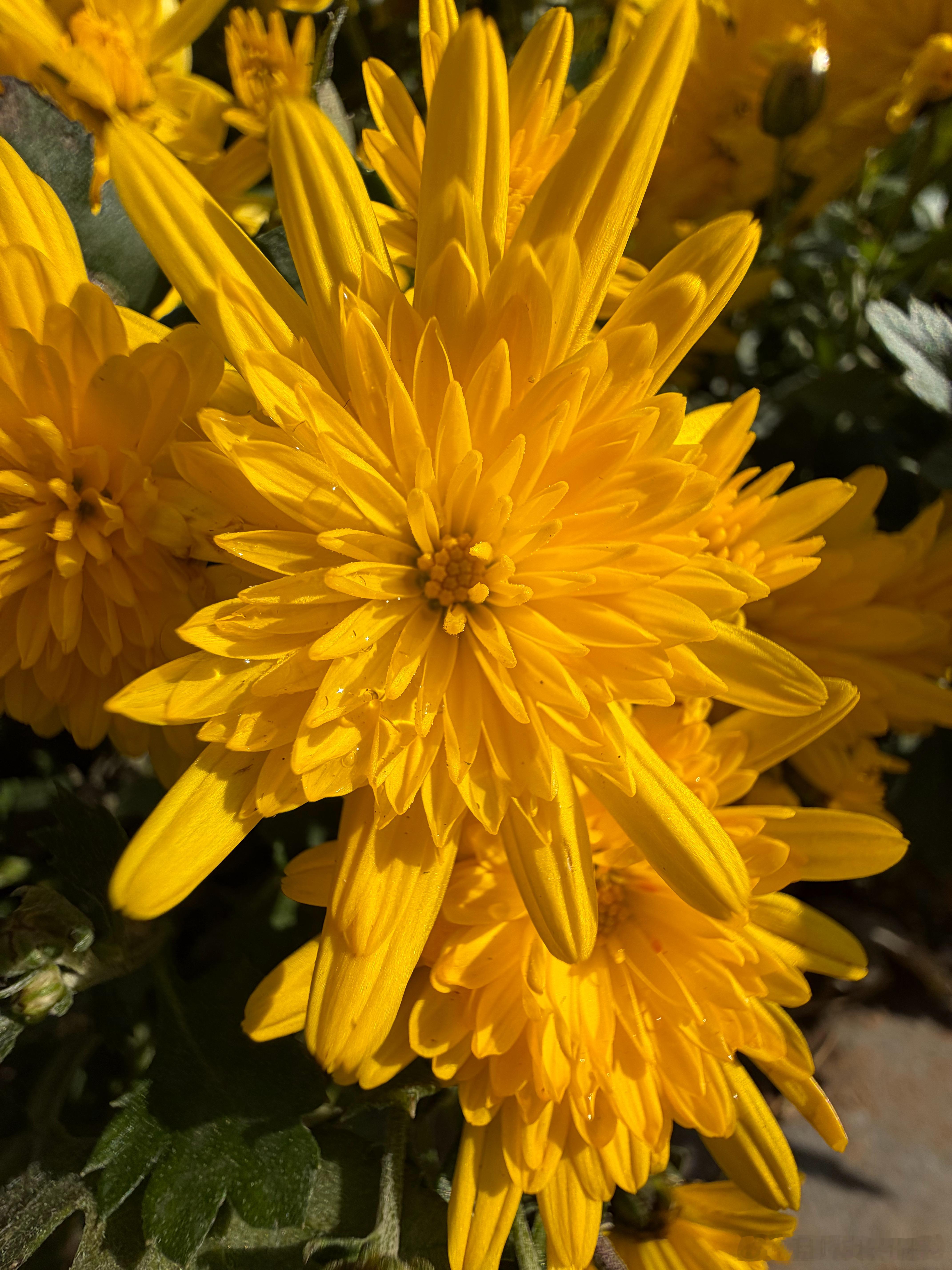 OV米耀果，五家旗舰标准版盲评，微距样张。OPPOFindX9（长焦微距）/