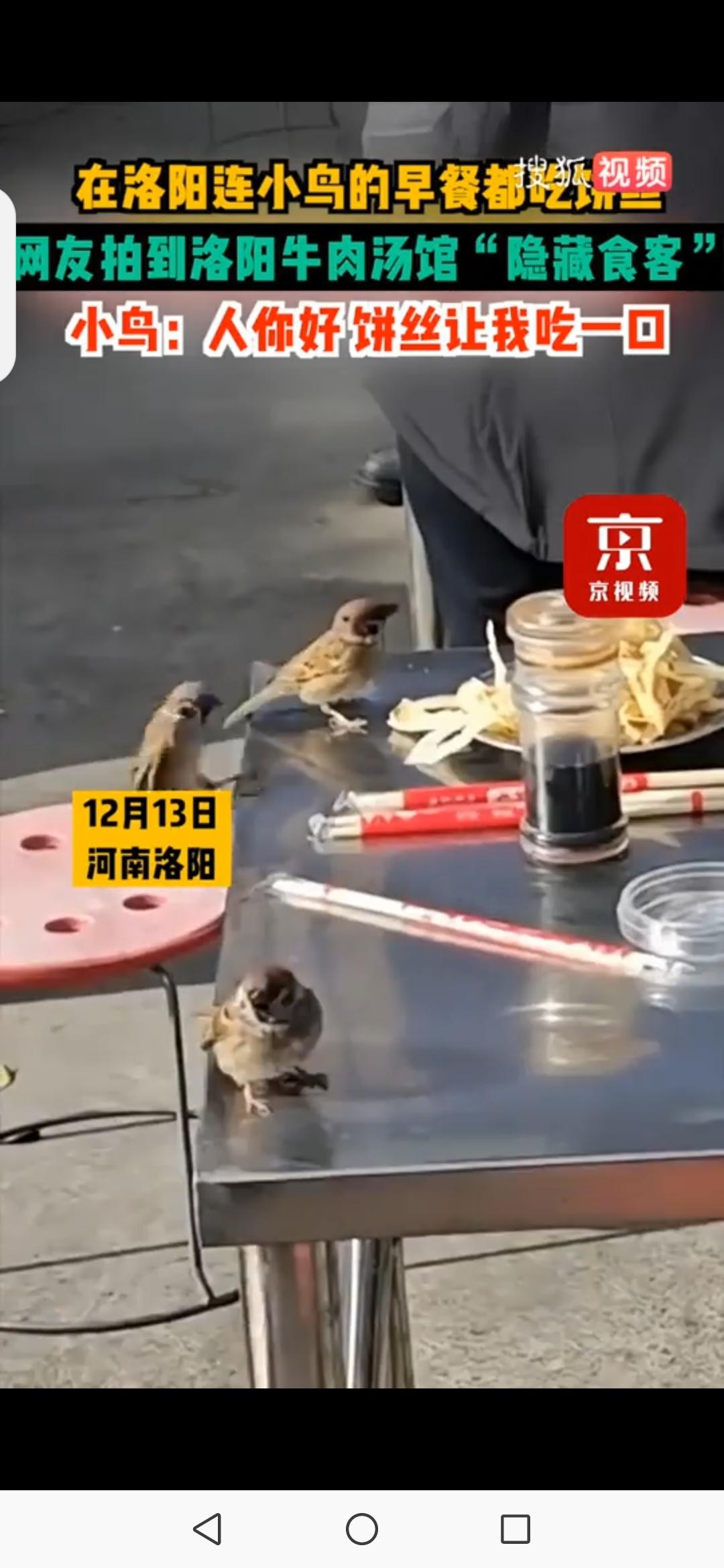 小鸟上餐桌蹭饼吃？洛阳汤馆太绝了！连小鸟都来蹭饼丝，这一幕藏着古都最暖的烟火