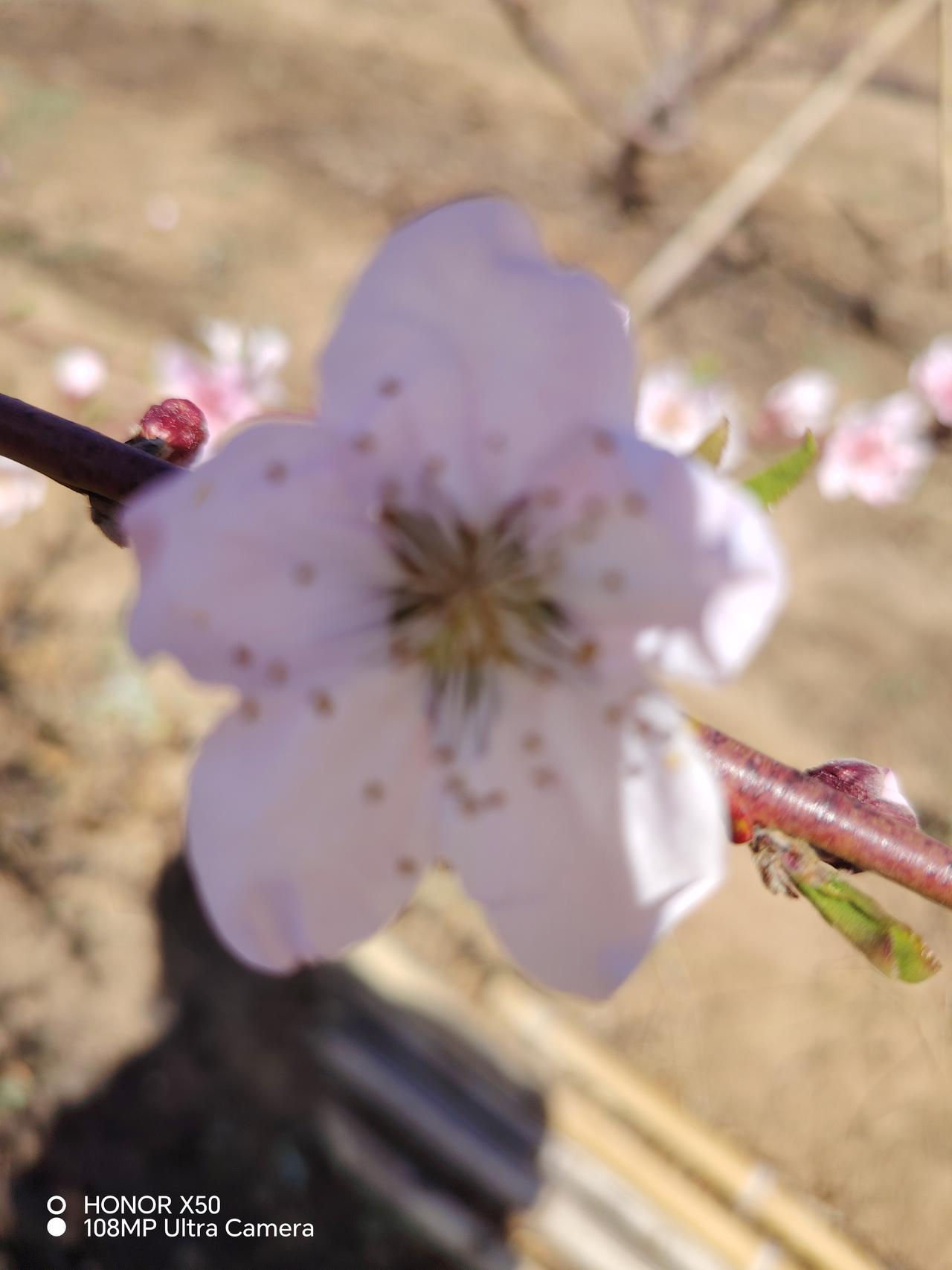 晒图笔记大赛春天来了，万物复苏，杏花开了，桃花也陆续的开了，漫山遍野的杏花，桃花