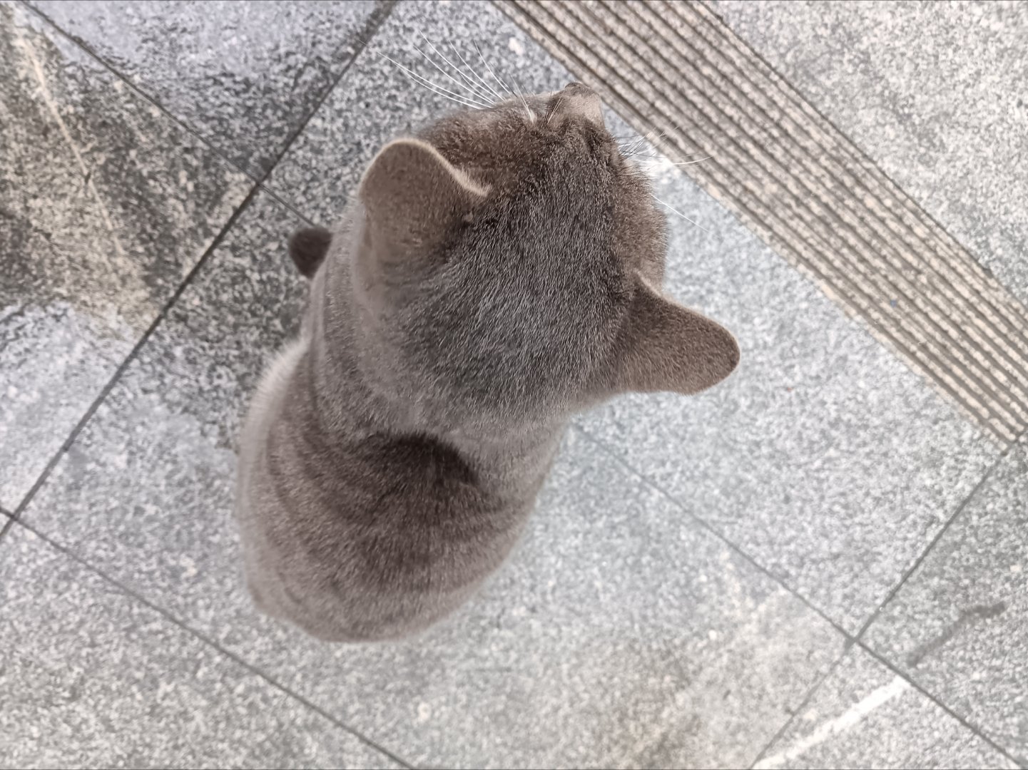 小猫咪～～