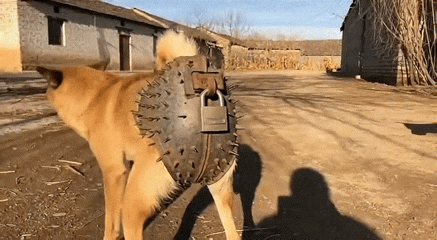 黑狗：你了不起，你清高