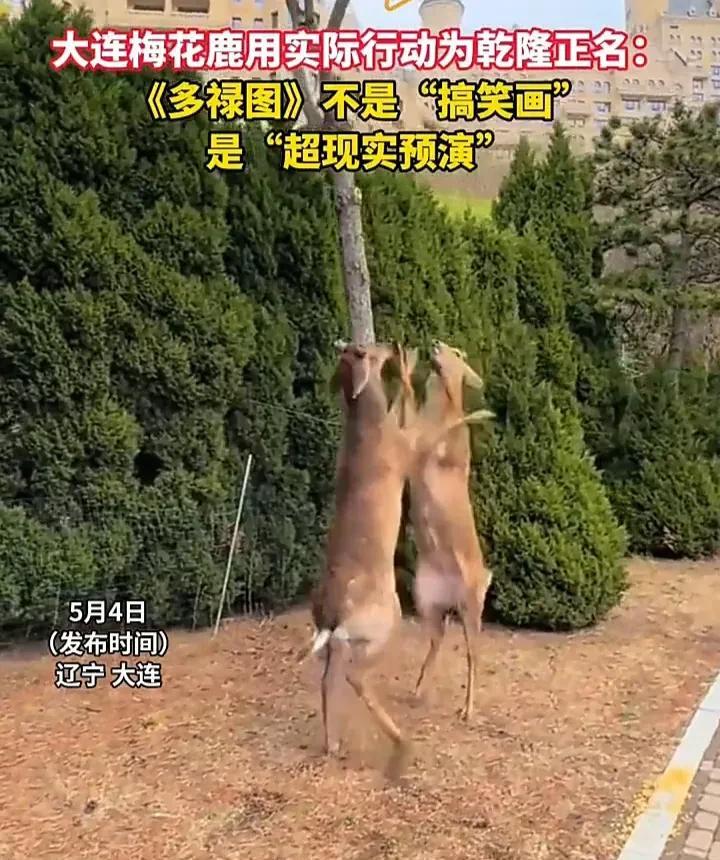 看完直接震惊了！5月4日，辽宁大连一位网友发视频称，自己在一处街头看见两只梅花鹿