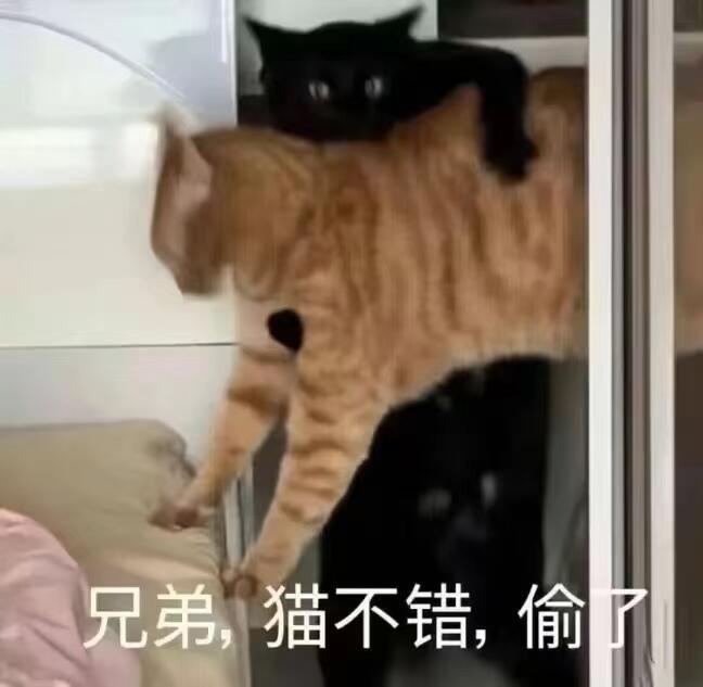今日份可爱猫咪𝙒𝙚𝘾𝙝𝙖𝙩表情包