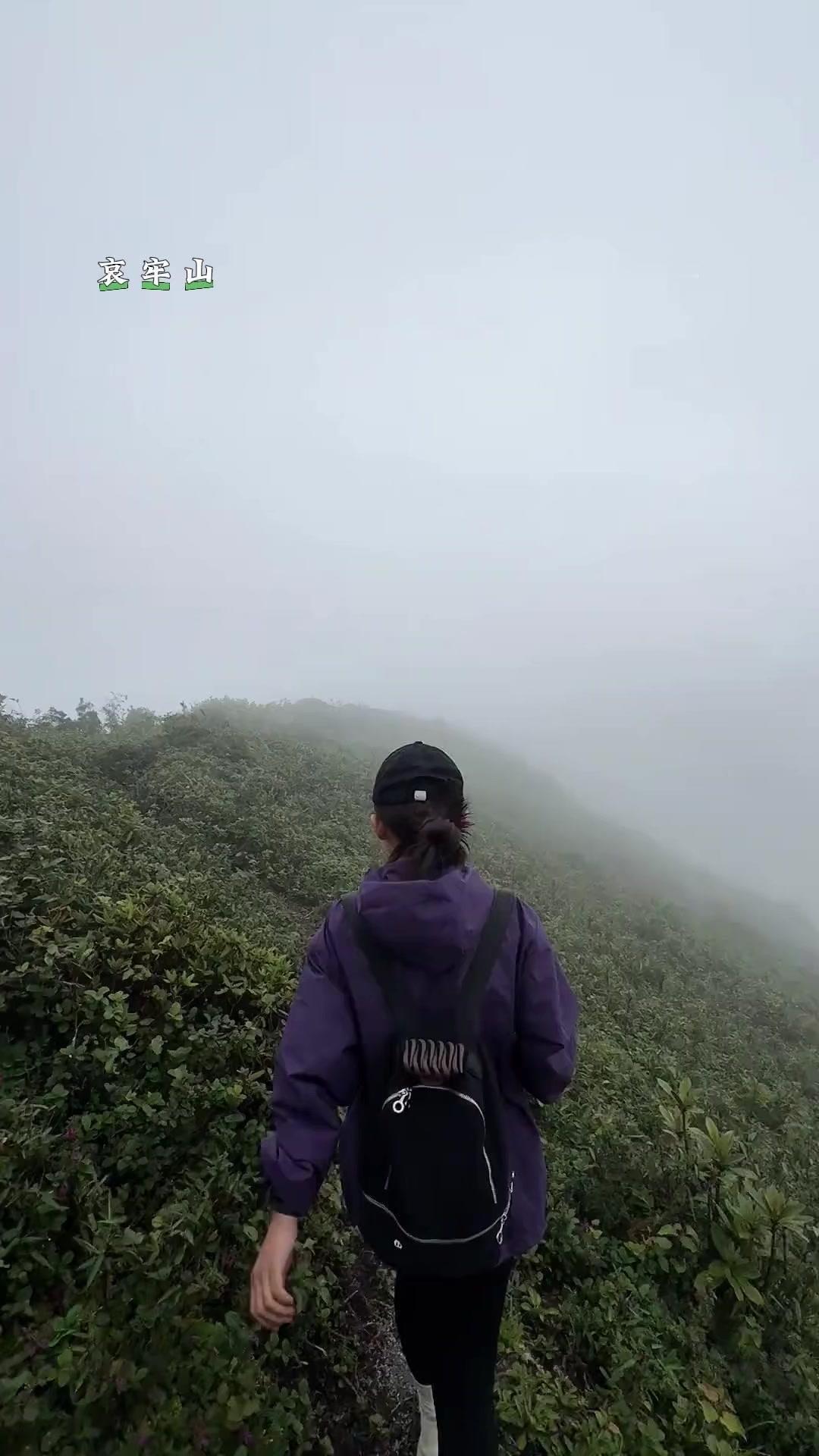 不少云南人收到短信就急冲冲往山里赶，盼着捡菌子尝鲜。但老辈人常念叨下雨不一定有