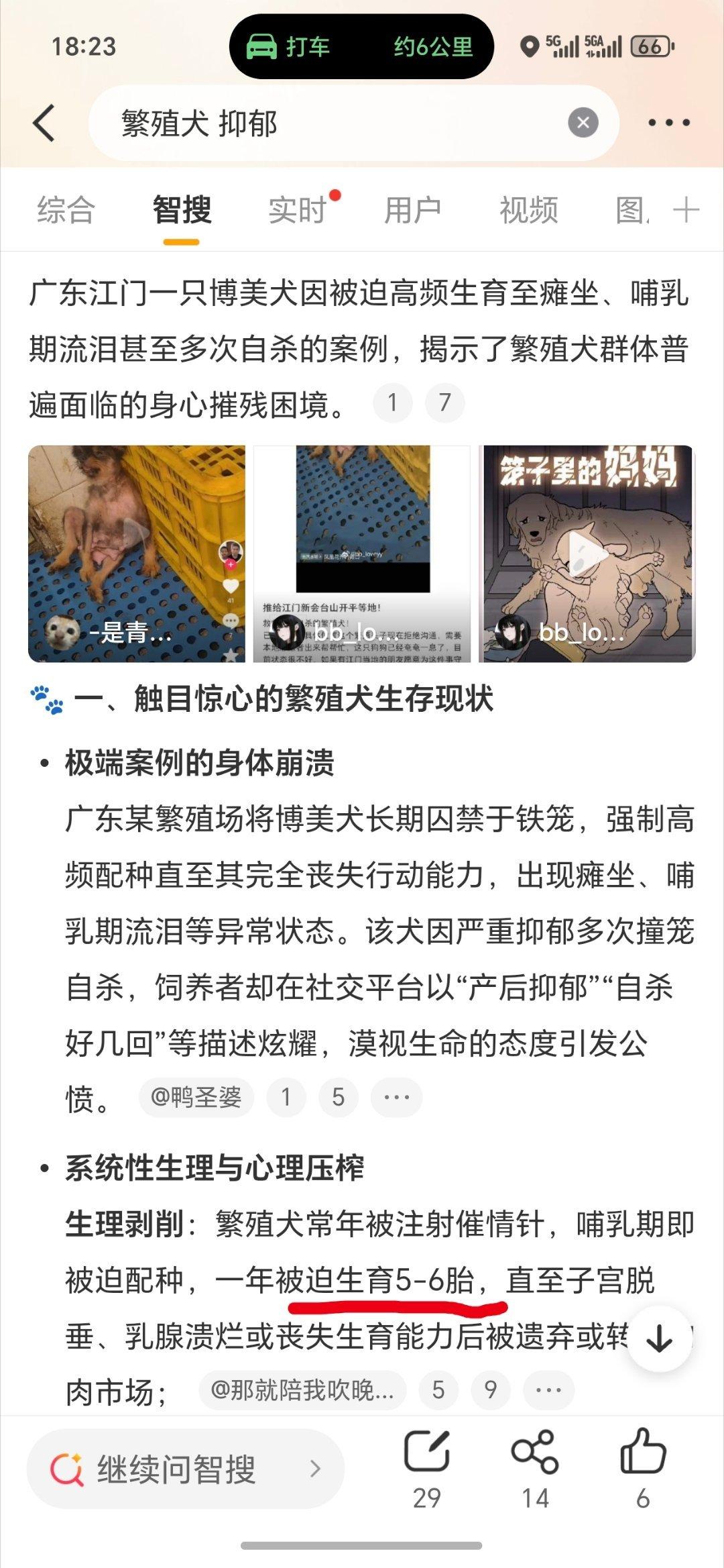 繁殖犬抑郁太没人性了狗狗的命也是命啊博美一胎怀孕两个月一年被逼怀5-6胎也就是