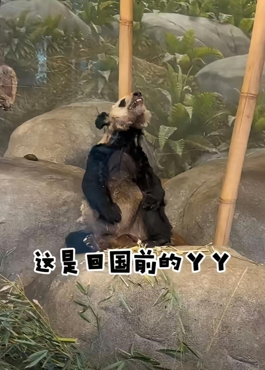 外媒惊叹：一只曾在美国生活的大熊猫被送回中国后，发生了令人惊讶的变化。​​因为