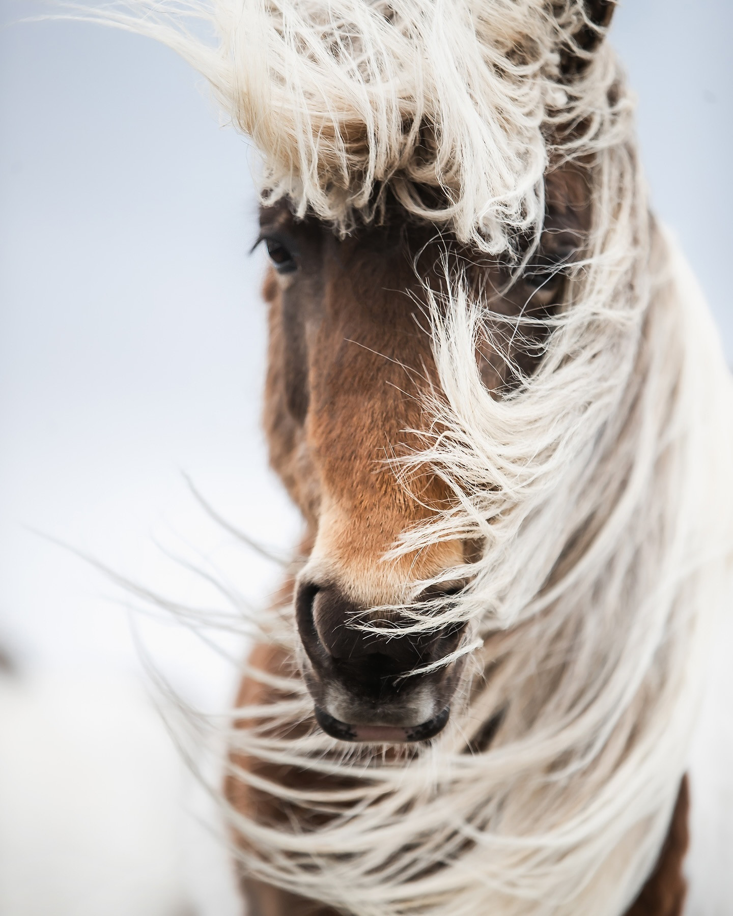感觉这位温柔女摄影拍的马儿都在我梦中出现过【ins：linaimages】