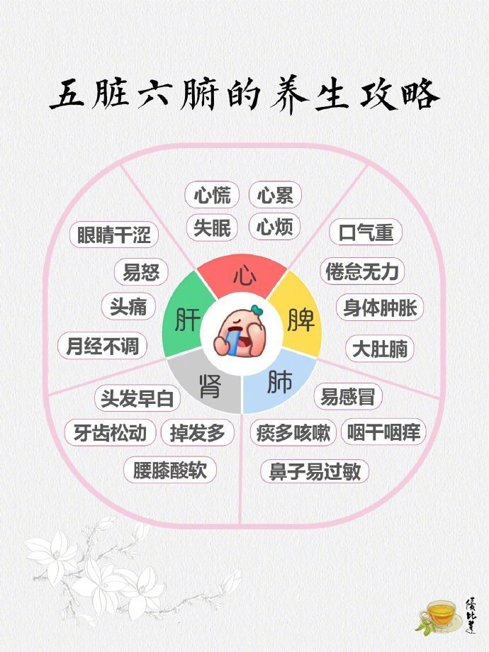 “五脏六腑”的养生攻略。