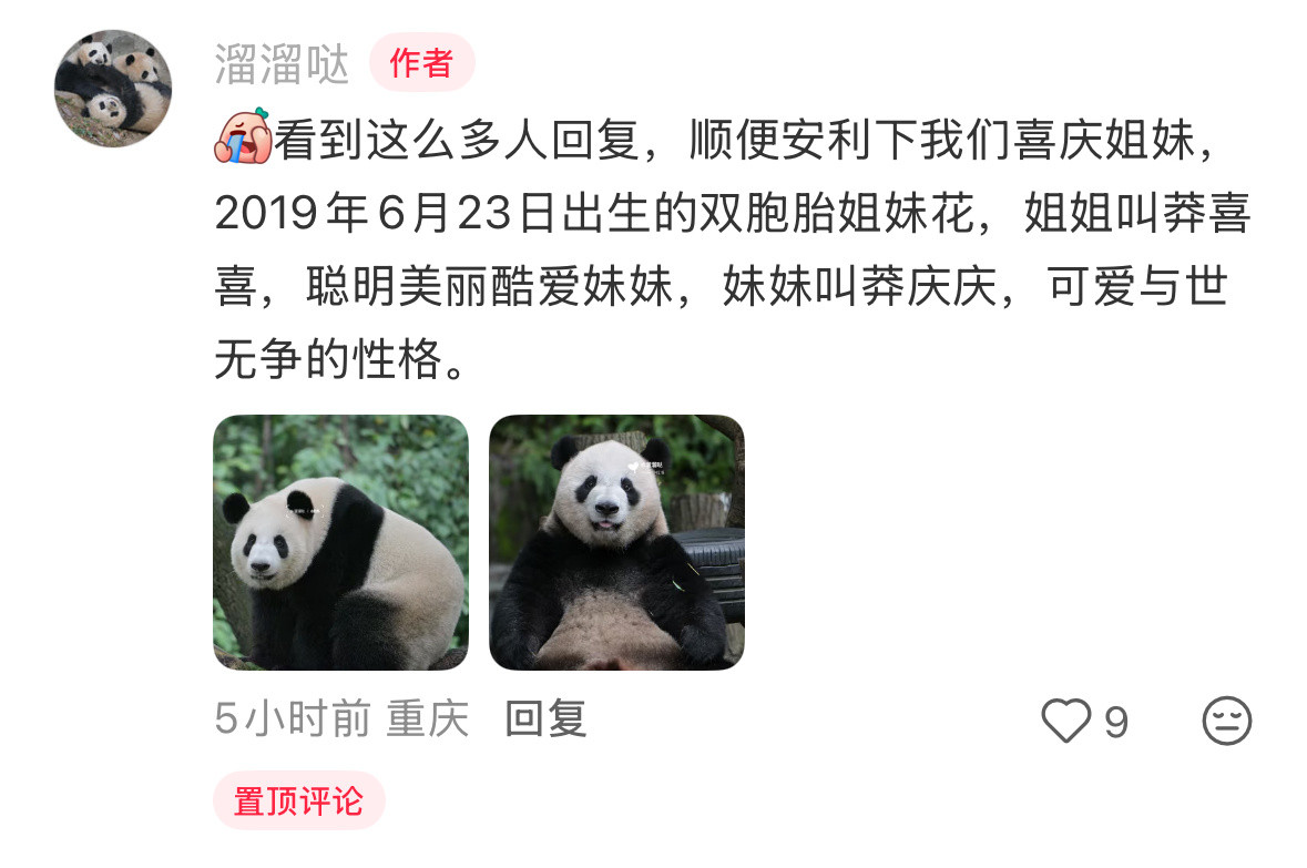 我快笑死了这照片原来是搞熊猫的人拍的，我看文案还以为热演，结果右滑发现全是真熊猫