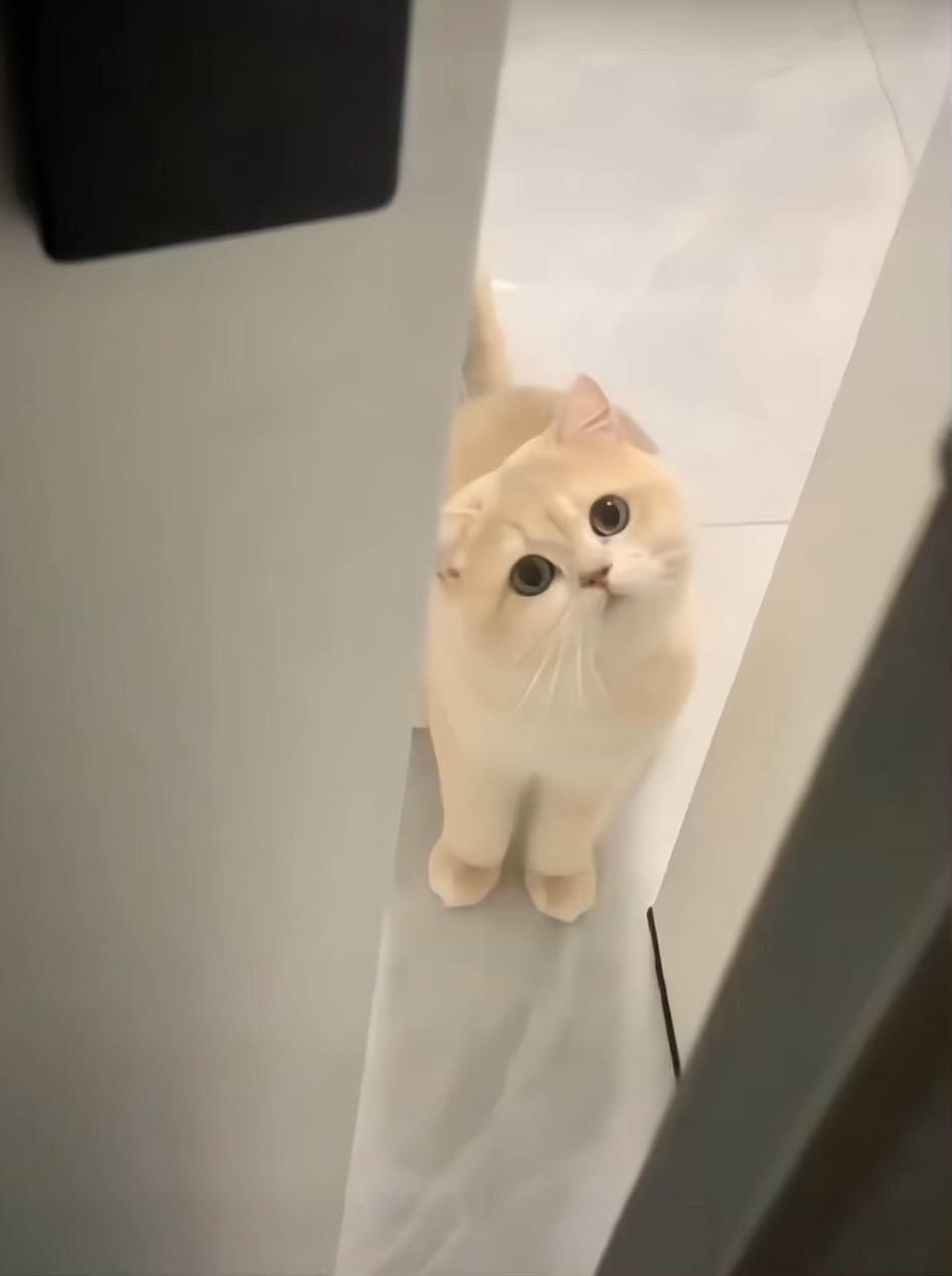 左滑看它的主人