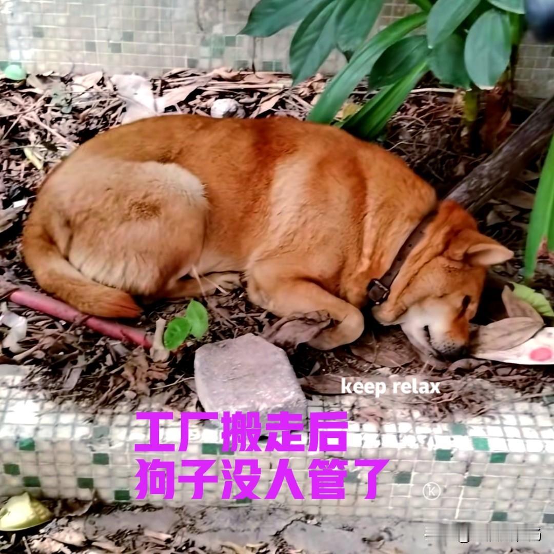 工厂搬走后，留下了一只大黄狗。大黄被一根铁链拴着，已经好几天都没有吃东西了。大黄