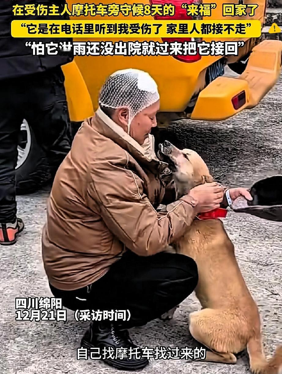 这只狗狗的等待，才是最纯粹的“双向奔赴”！主人车祸住院，它竟循着踪迹找到主人