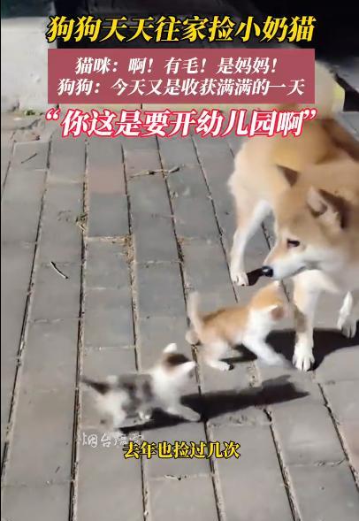 “这下赚到了！”2025年5月，江苏盐城，一只狗妈妈捡回来3只猫孩子，然而，这个